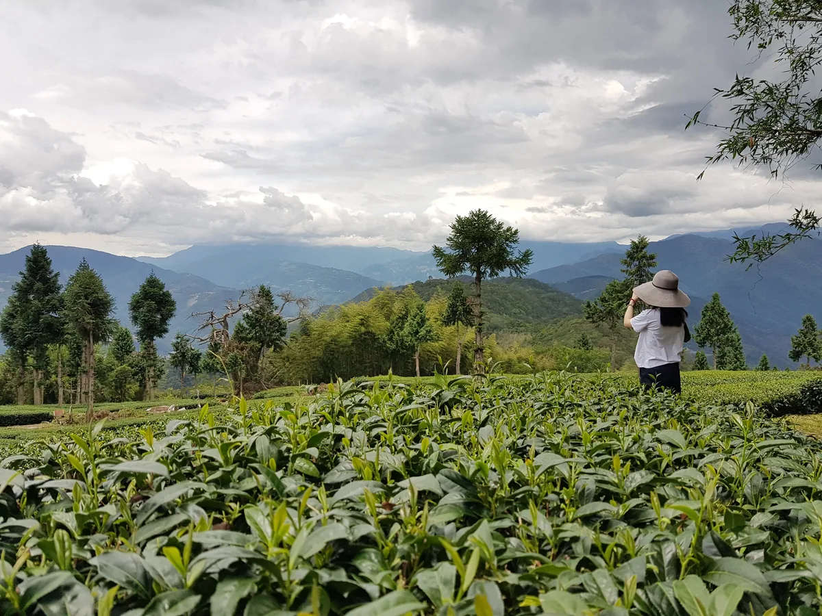 磅茶由來 茶園採茶